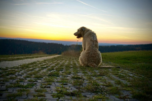 Irischer Wolfshund