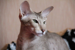 Peterbald