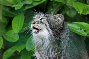 Wildkatzen: Namen und Beschreibungen seltener Rassen