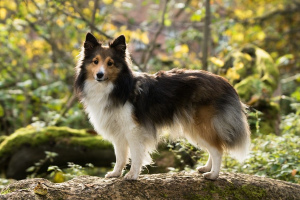 Shetland Sheepdog