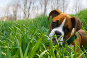 Warum fressen Hunde Gras?