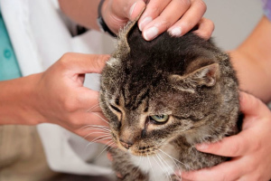 Ohrenkecke bei Katzen: Symptome und Behandlung