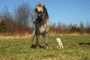 Irischer Wolfshund