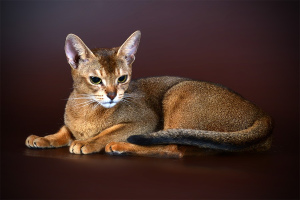 Abessinierkatze (Abyssinian cat)