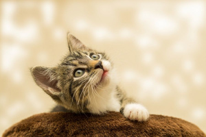 8 beliebte Mythen über die Haltung von Katzen