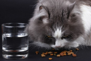 Richtige Fütterung von Katzen: Normen und notwendige Produkte
