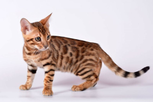 10 teuerste Katzen der Welt