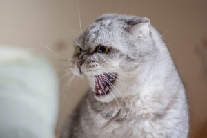 Die Katze verhält sich aggressiv: Was tun?
