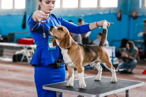 Zeitplan für Hundeausstellungen in Weißrussland