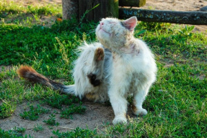Katzen berauben: Schilder mit Fotos und Behandlung