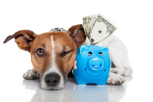 Hundepflege: Wie kann man Geld sparen?