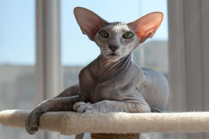 Peterbald