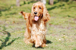 English Cocker Spaniel