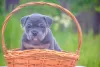 Foto №2 zu Ankündigung № 51295 zu verkaufen american bully - einkaufen Russische Föderation züchter