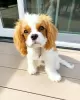 Foto №1. cavalier king charles spaniel - zum Verkauf in der Stadt Flagstaff | 379€ | Ankündigung № 127295