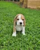 Foto №4. Ich werde verkaufen beagle in der Stadt Leipzig. quotient 	ankündigung - preis - 423€