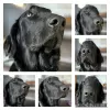 Foto №1. flat coated retriever - zum Verkauf in der Stadt Ham-sous-Varsberg | 1000€ | Ankündigung № 127188