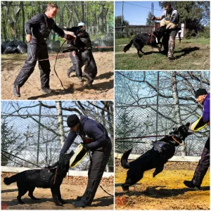 Foto №4. Ich werde verkaufen osteuropäischer schäferhund in der Stadt Komsomolsk-on-Amur. vom kindergarten - preis - 444€