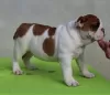 Foto №4. Ich werde verkaufen englische bulldogge in der Stadt Gajdobra.  - preis - verhandelt