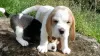 Foto №2 zu Ankündigung № 128333 zu verkaufen beagle - einkaufen Deutschland quotient 	ankündigung