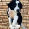 Foto №2 zu Ankündigung № 128415 zu verkaufen border collie - einkaufen Finnland züchter