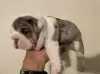 Foto №1. englische bulldogge - zum Verkauf in der Stadt Southport | 360€ | Ankündigung № 125632