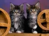 Foto №2 zu Ankündigung № 50409 zu verkaufen maine-coon-katze - einkaufen USA quotient 	ankündigung