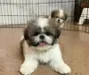 Foto №1. shih tzu - zum Verkauf in der Stadt Berikon | 380€ | Ankündigung № 125758