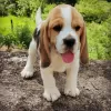 Foto №2 zu Ankündigung № 128334 zu verkaufen beagle - einkaufen Deutschland quotient 	ankündigung