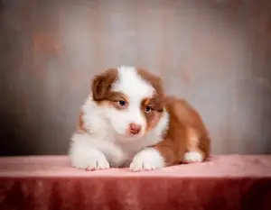 Zusätzliche Fotos: Welpen des Australian Shepherd (Aussie) zu verkaufen