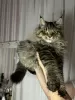 Foto №2 zu Ankündigung № 127836 zu verkaufen maine-coon-katze - einkaufen Weißrussland vom kindergarten