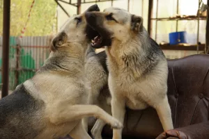 Foto №2. Paarung Service osteuropäischer schäferhund. Preis - verhandelt