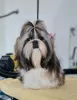 Foto №3. Ich verkaufe Shih Tzu Welpen mit FCI-Dokumenten. Rumänien