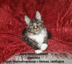 Foto №4. Ich werde verkaufen maine-coon-katze in der Stadt Сясьстрой. quotient 	ankündigung - preis - 217€