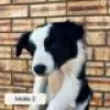 Foto №1. border collie - zum Verkauf in der Stadt Urjala | Frei | Ankündigung № 128415