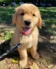 Foto №1. golden retriever - zum Verkauf in der Stadt Nordhorn | 400€ | Ankündigung № 99394