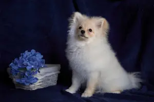 Foto №2 zu Ankündigung № 4810 zu verkaufen german spitz - einkaufen Russische Föderation quotient 	ankündigung, züchter