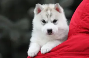 Foto №3. Sibirischer Husky. Russische Föderation