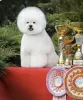 Foto №1. bichon frisé - zum Verkauf in der Stadt Санни-Айлс-Бич | 4808€ | Ankündigung № 27776