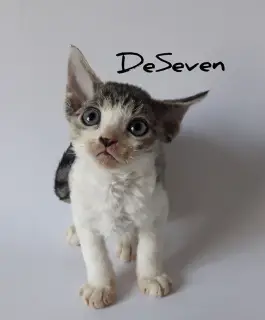 Foto №4. Ich werde verkaufen devon rex in der Stadt Kiew. vom kindergarten - preis - Verhandelt