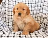 Foto №1. golden retriever - zum Verkauf in der Stadt St. Gallen | 200€ | Ankündigung № 129288