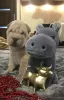 Foto №3. Shar Pei Welpen. Ukraine