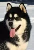 Foto №4. Ich werde verkaufen alaskan malamute in der Stadt Šid.  - preis - verhandelt