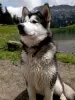 Foto №1. alaskan malamute - zum Verkauf in der Stadt Rougemont | 4500€ | Ankündigung № 57528