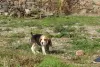 Foto №2 zu Ankündigung № 126886 zu verkaufen beagle - einkaufen Portugal 