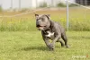 Foto №2 zu Ankündigung № 82716 zu verkaufen american bully - einkaufen Polen quotient 	ankündigung