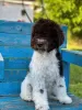 Foto №3. Lagotto Romagnolo Welpen. Serbien