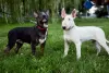 Foto №3. Verkauf von Standard-Bullterrier-Welpen. Weißrussland