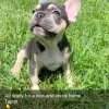 Foto №1. französische bulldogge - zum Verkauf in der Stadt Düsseldorf | 404€ | Ankündigung № 128710