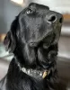 Foto №2 zu Ankündigung № 127187 zu verkaufen flat coated retriever - einkaufen Frankreich 